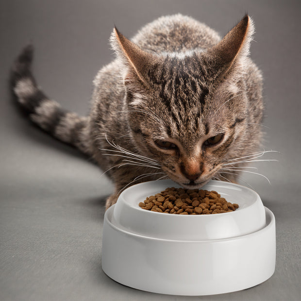 Food Dish - Set Of Two